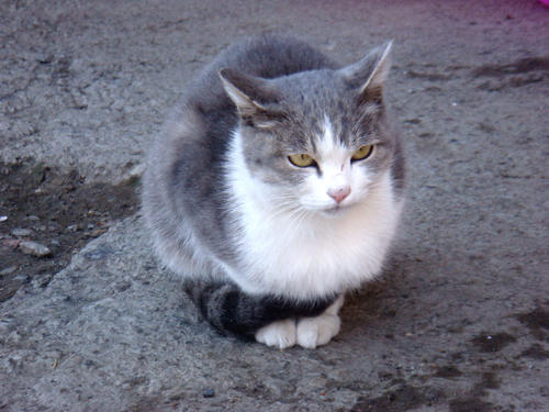 猫咪喜欢把爪子缩在身体里,猫咪为什么喜欢把爪子缩在身体