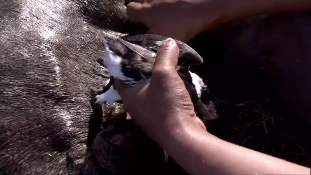 瑞典鲱鱼罐头真的有那么臭吗,瑞典鲱鱼罐头吃罐视频