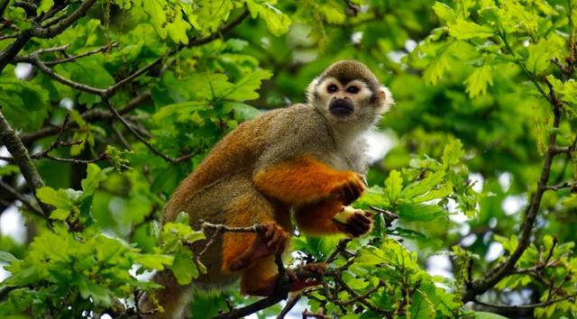 为什么哺乳动物体内构造相同,为什么哺乳动物都有睾丸