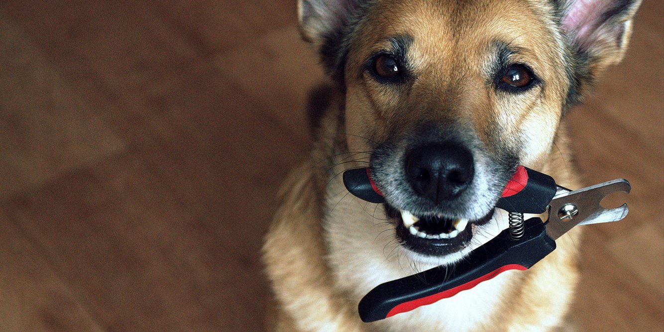 狗狗剪指甲不断出血怎么办,狗狗剪毛老动不听话怎么办