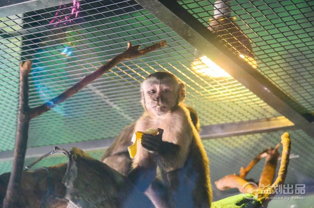 大连么么哒动物园 (大连小众动物园)