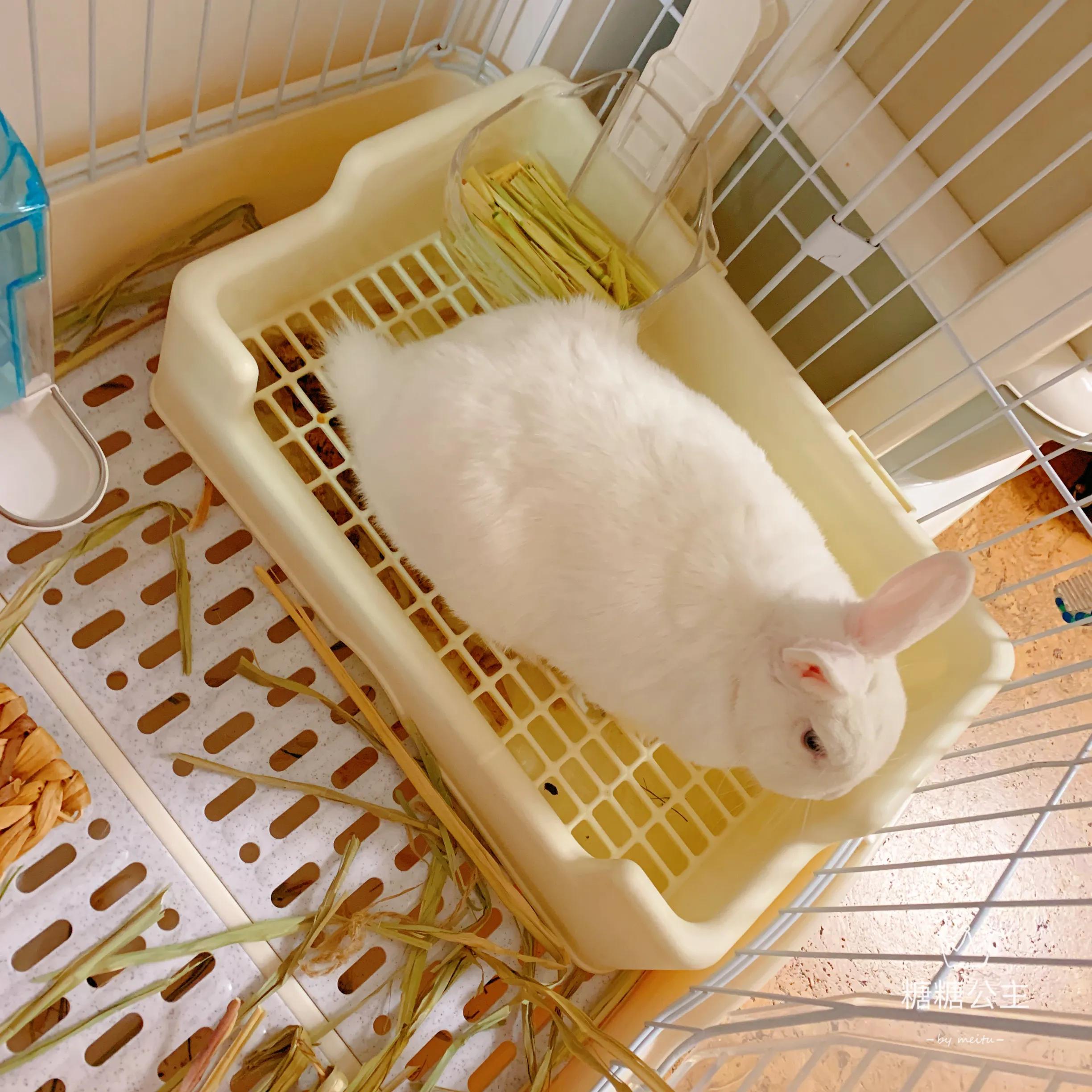 兔子积食胀气怎么办快速解决方法,兔子积食胀气用什么药