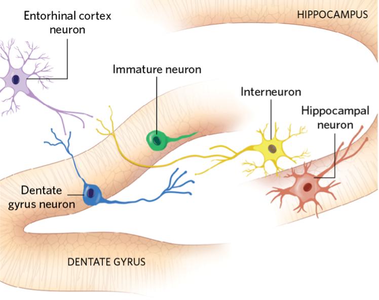 成人大脑神经元视频,人体大脑神经元有多少