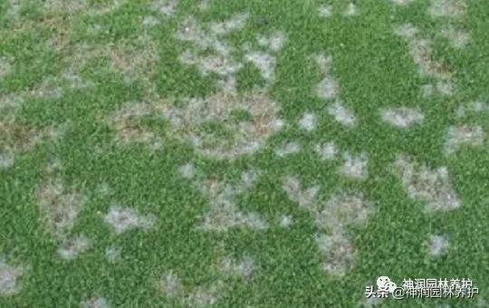 园林病害预警｜高温天气草坪病害的发生与防治
