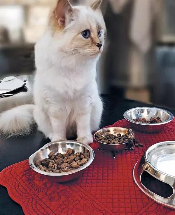 老佛爷去世，他那只年挣300万欧元的猫将继承他的遗产？！