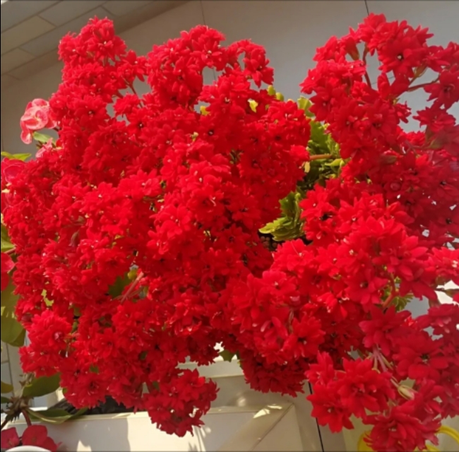 18种好养、好看、寓意超好的新家盆栽，总有一款你喜欢