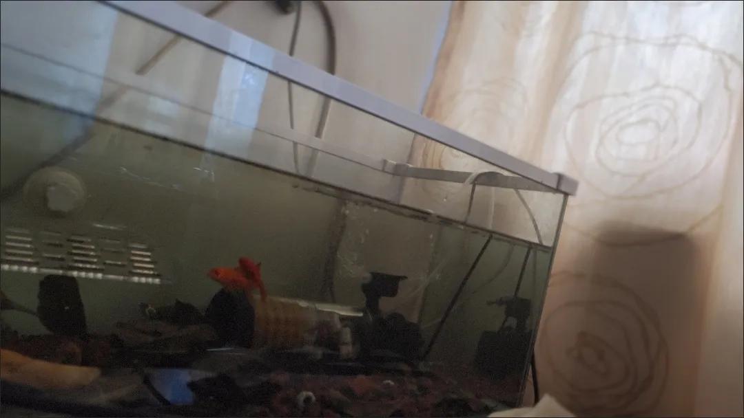 养龟关注事项及水位,新手养龟要关注龟的哪些事项