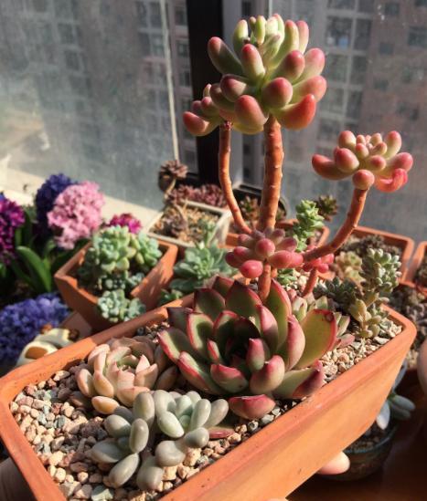 多肉徒长严重的怎么处理,多肉徒长补救最佳方法