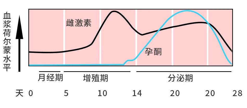 雌激素补充得越多越漂亮吗,什么样的人雌激素水平高