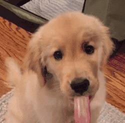 Ding~金毛，你麻叫你吃饭啦!