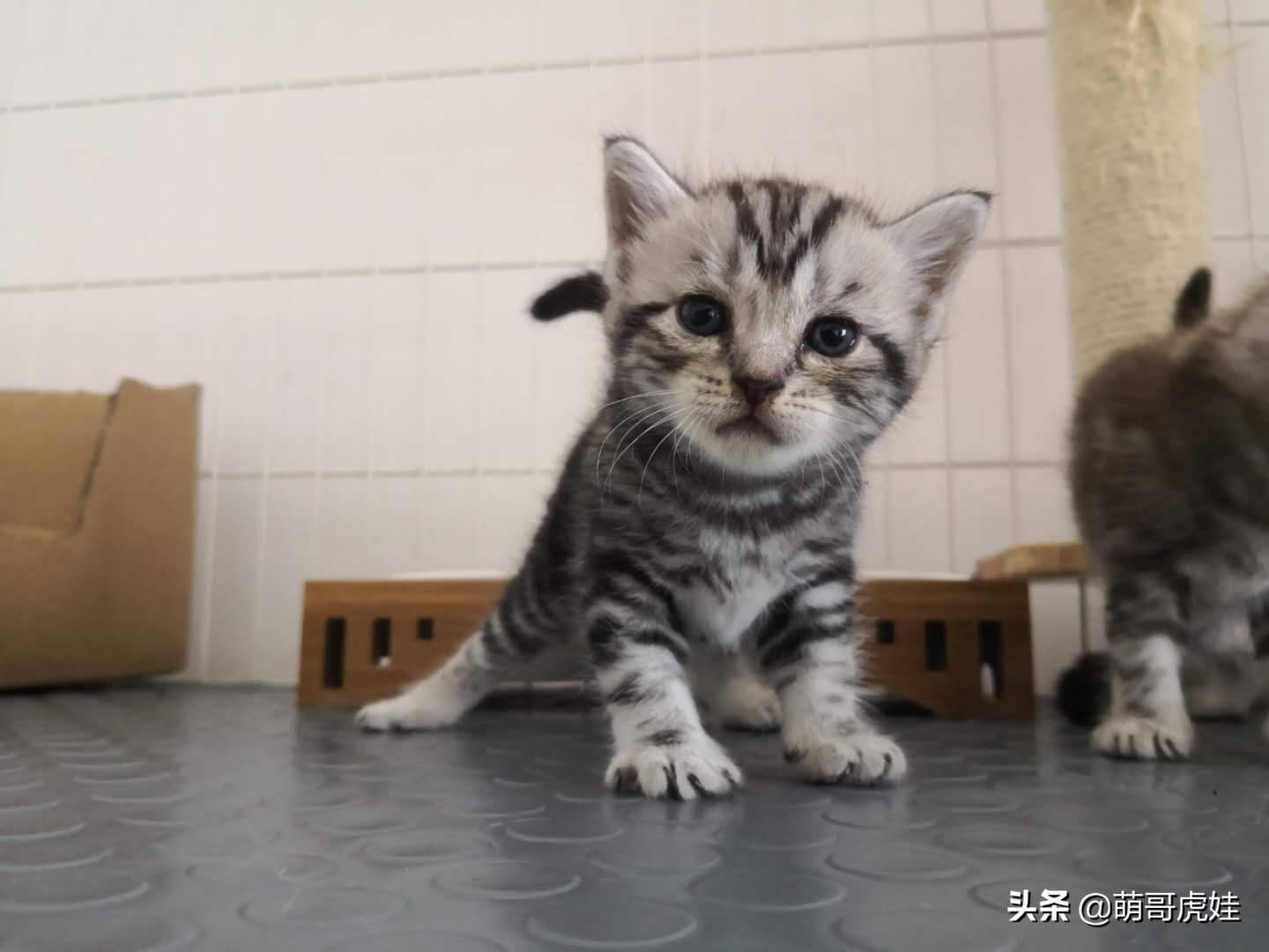 刚买来的小母猫,刚买回来的母猫幼年白狸猫