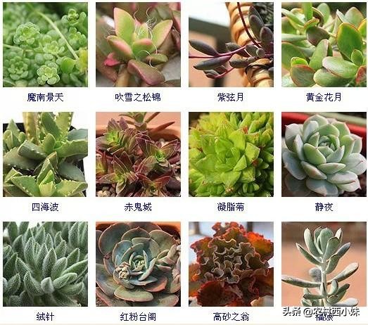 144种常见多肉植物品种名称图鉴,500种多肉植物名称大全