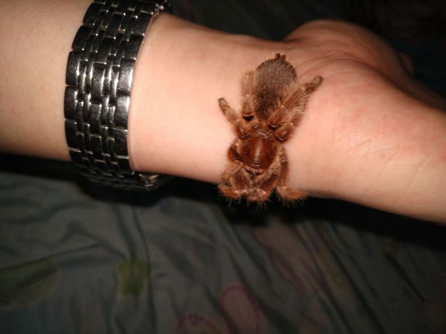 养捕鸟蛛的关注事项,养捕鸟蛛多久要往土里加一次水