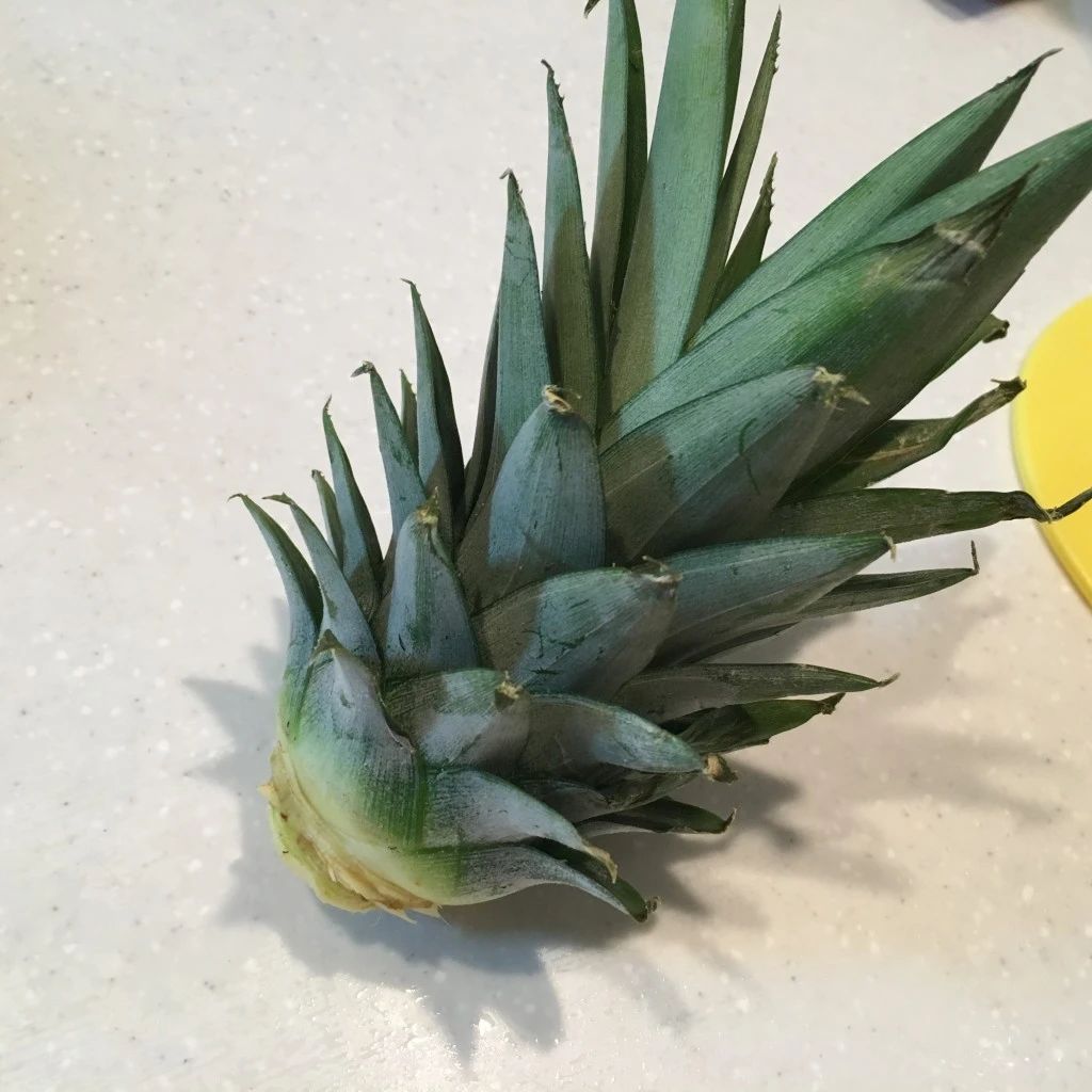 吃水果把核吞进去了,吃完芒果把核扔花盆里