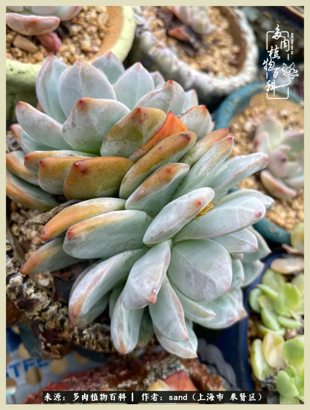 多肉垂落下去该怎么办,多肉在三伏天怎么度夏