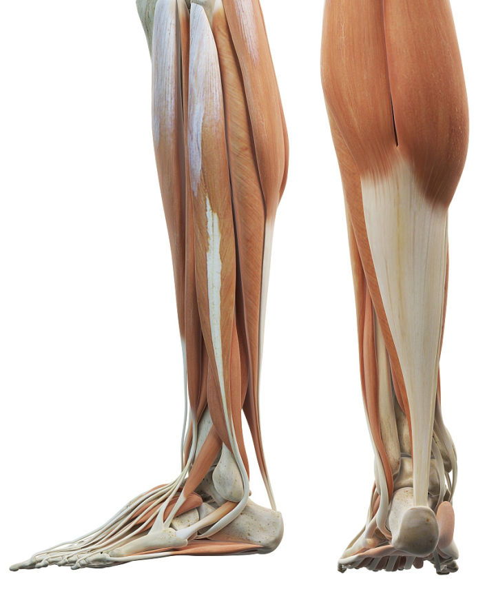 练习人体结构画法,人体腿结构画法