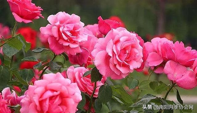 南阳月季欣赏的地方,南阳大月季
