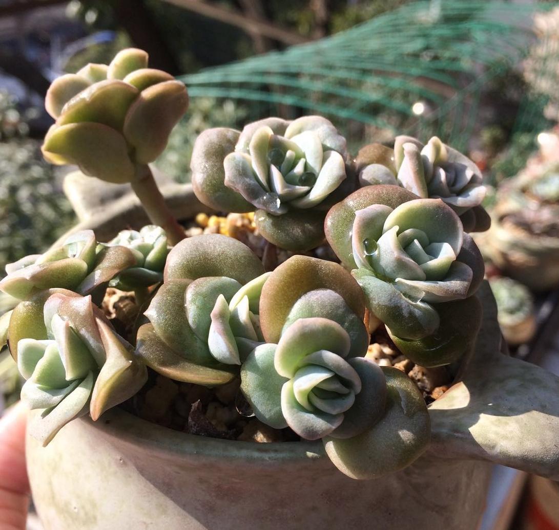 多肉不服盆僵苗了,多肉两个月不服盆僵苗怎么办