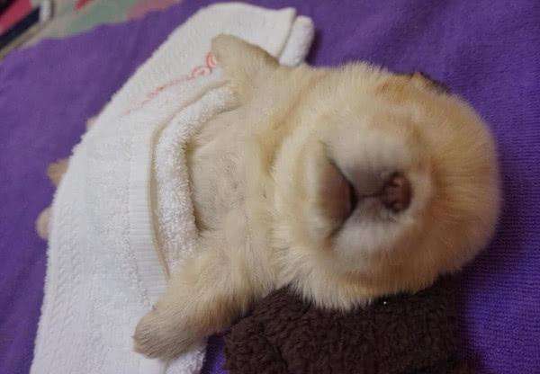 宝宝半夜突然大叫怎么回事,5个月宝宝半夜大声哭闹