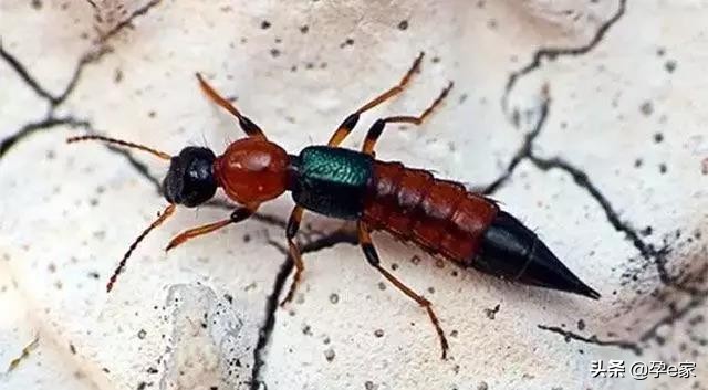 身上出现许多小黑痣,身上出现凸起黑痣一定要重视