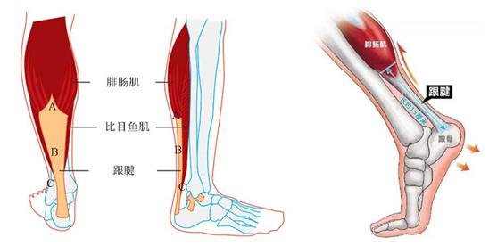 易建联跟腱受伤全过程,易建联关注保护跟腱