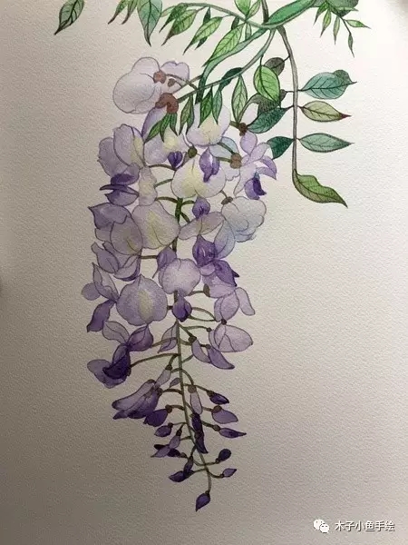 紫藤花水墨教程,紫藤花水粉画法步骤图