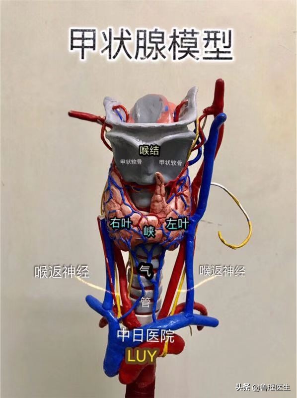 拖延回避、吃中药转了一圈后这位甲状腺结节患者还是选择了手术