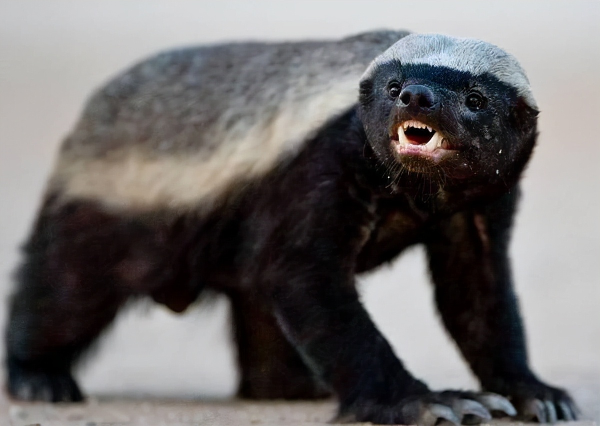 永不服输的蜜獾，曾经有一个保护区饲养了两只，后来怎么样了？