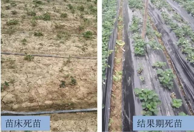 草莓炭疽病怎么治比较好?,草莓炭疽病根腐病治疗组合药剂