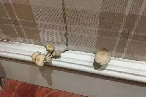 天气潮湿蘑菇长霉了怎么办,梅雨季节房间墙壁长霉怎么处理