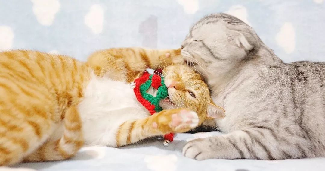 疫苗是抗原还是抗体,猫咪疫苗一样的吗