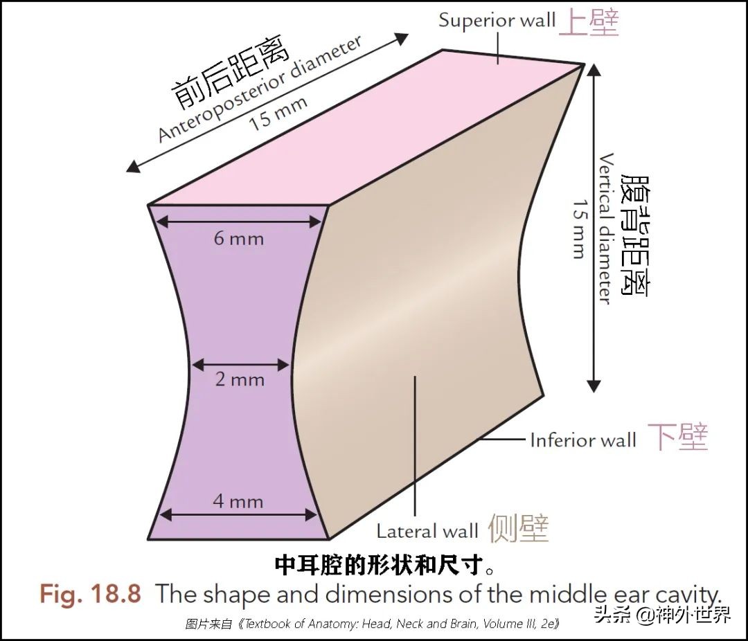 颞骨解剖,颞肌解剖讲解