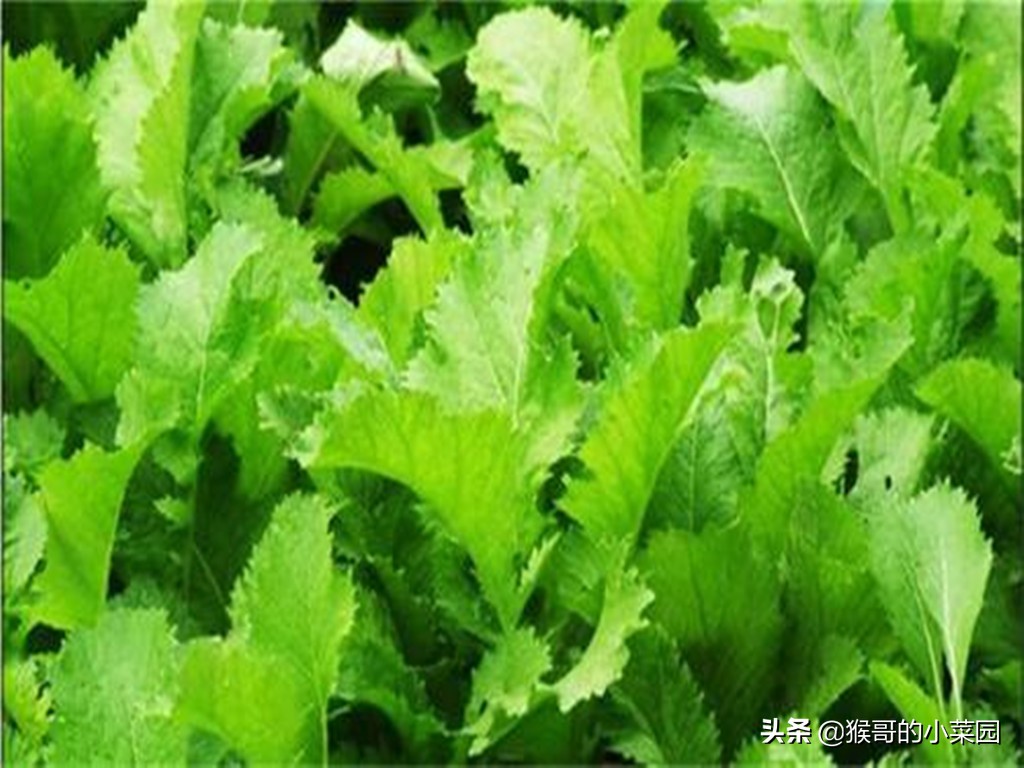 芥菜好吃有诀窍,最好的芥菜有几种