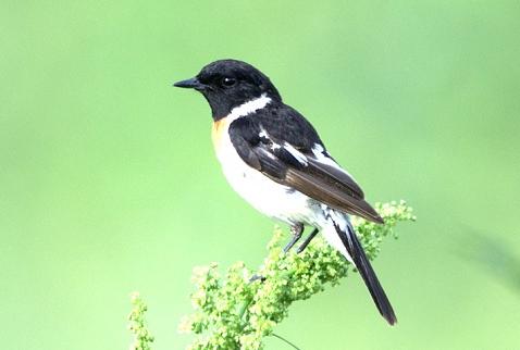 东江揽胜,惠州淡水常见鸟类图谱