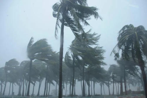 野生的鸟儿该怎么处理,鸟类如何躲避风雨