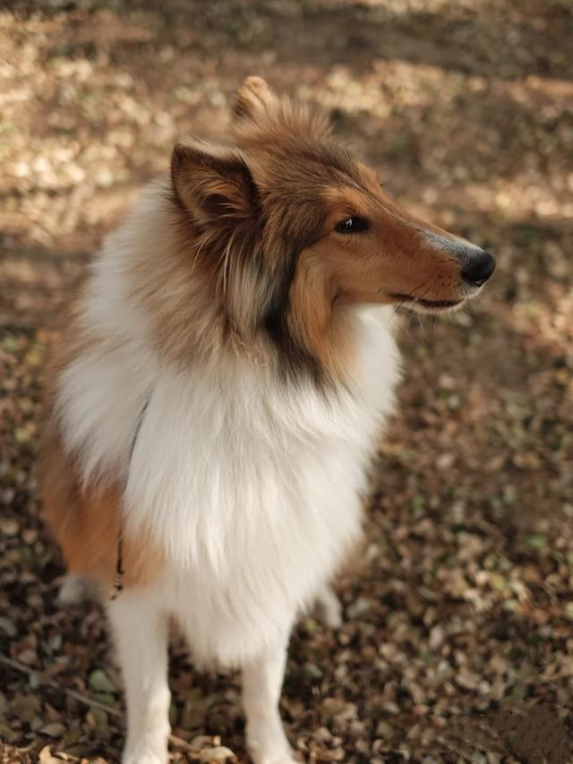 超适合新手养的10种狗狗,这9种狗狗最适合女人养了