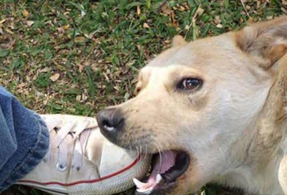 怀孕被狗咬,怀孕时被狗咬了