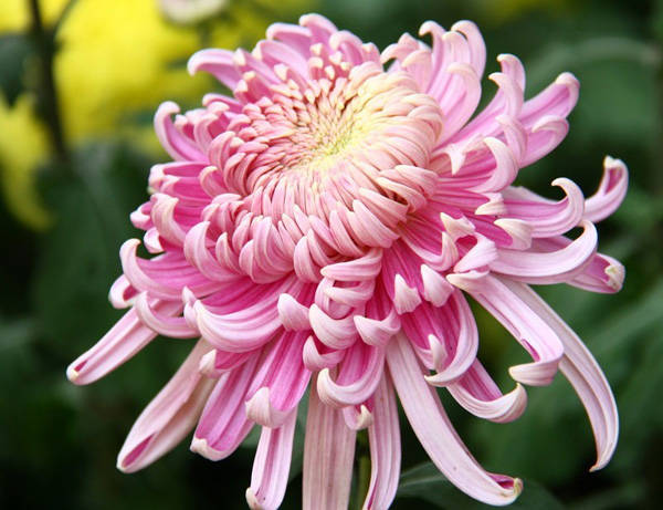 引起肛裂的原因都有哪些,女性肛裂的病因和预防方法有哪些