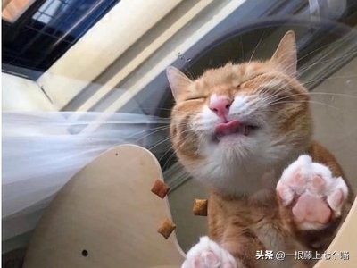 猫咪晕车怎么办，6大妙招轻松搞定，猫咪：舒服了