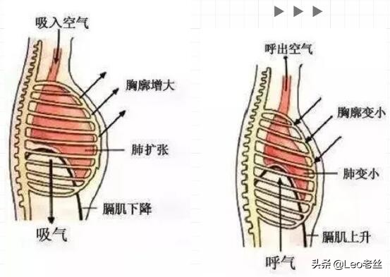 头腔鼻腔胸腔共鸣唱歌技巧,鼻腔头腔胸腔共鸣怎么结合起来