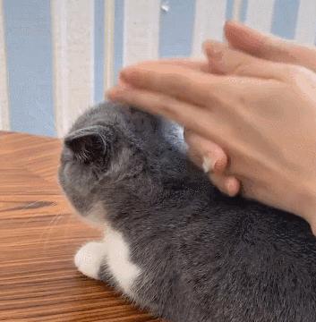 全网十大最丑猫咪,史上最丑的猫咪搞笑视频