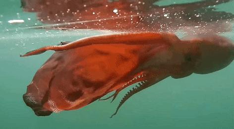 透明变异章鱼 (章鱼体内白色球状物是什么)