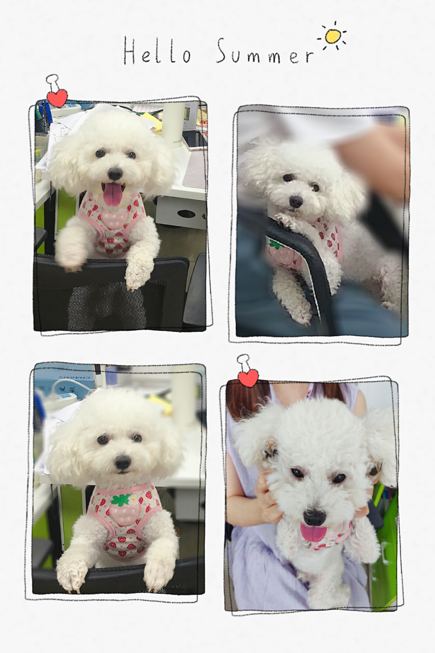 家有狗狗如何防虱子跳蚤,家有狗狗怎么除螨