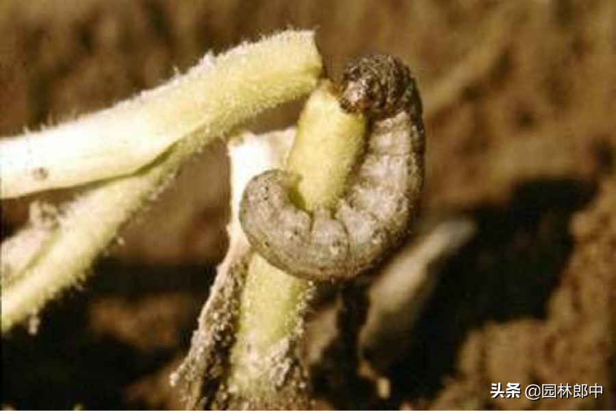 杀地下害虫药效最持久的,防治地下害虫最好方法