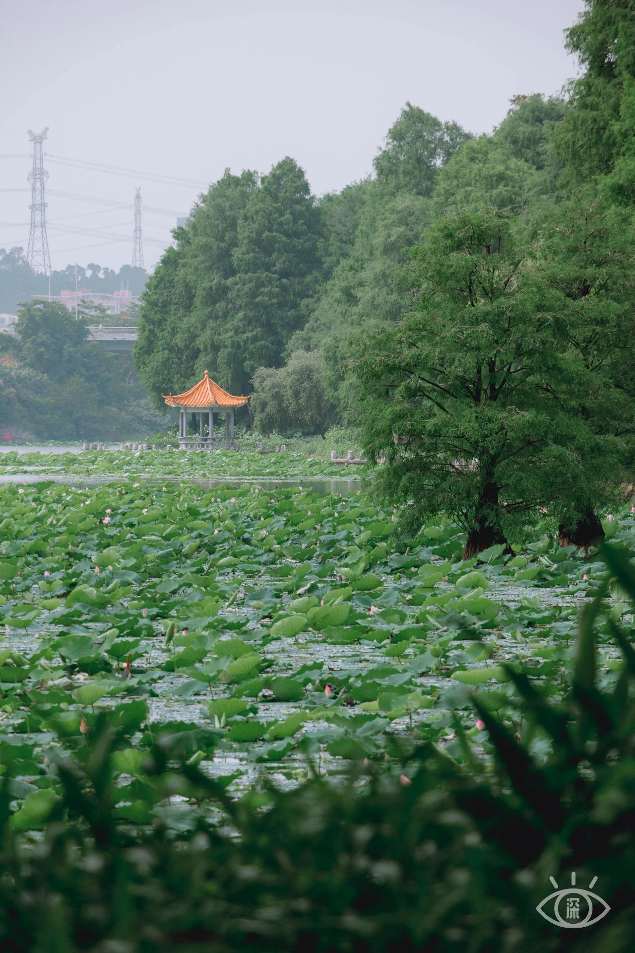深圳洪湖公园7月18号还有荷花吗,深圳洪湖公园现在有荷花开吗