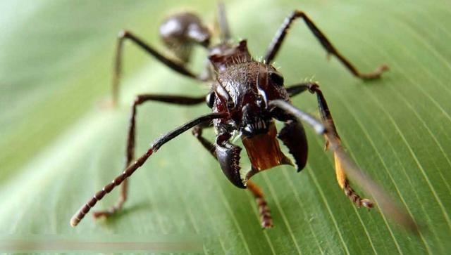 常见的蚂蚁图片,最常见的蚂蚁种类图片