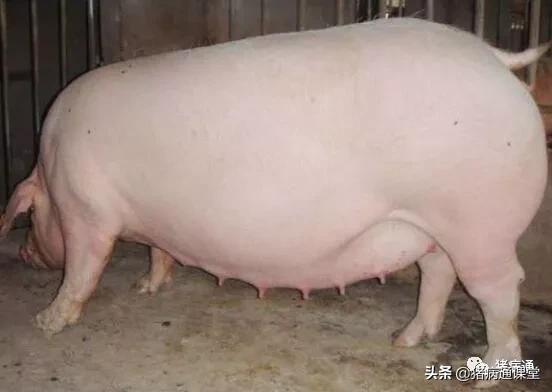 母猪预产期过了四天怎么办,母猪临产前的症状及护理仔猪方法