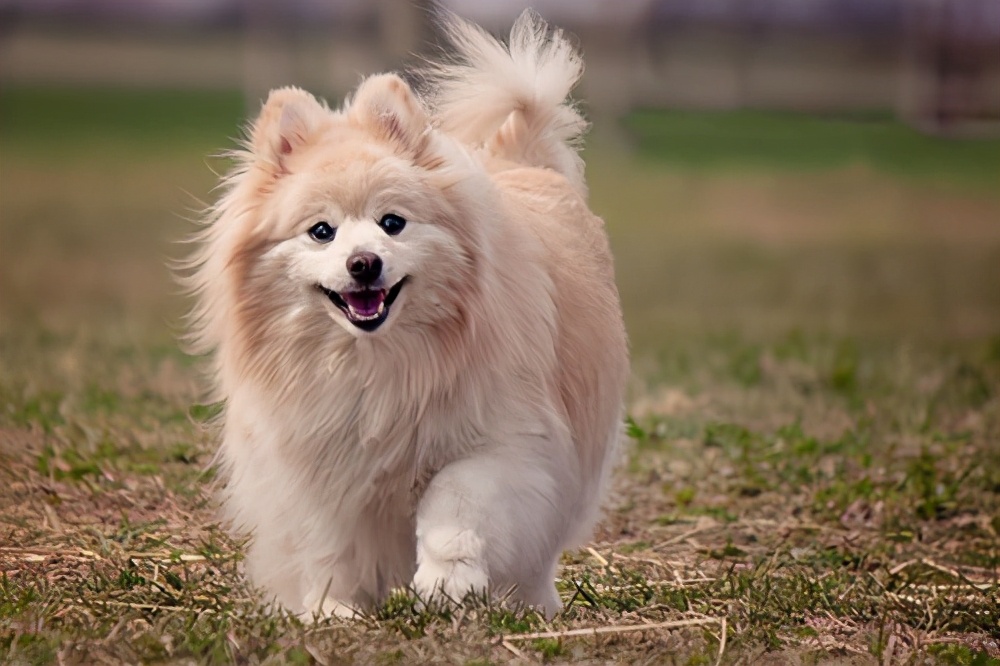 狗舔土什么意思,舔铁是什么意思