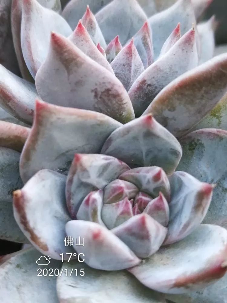 一杯清茶一道暖阳,一杯清茶温暖的时光