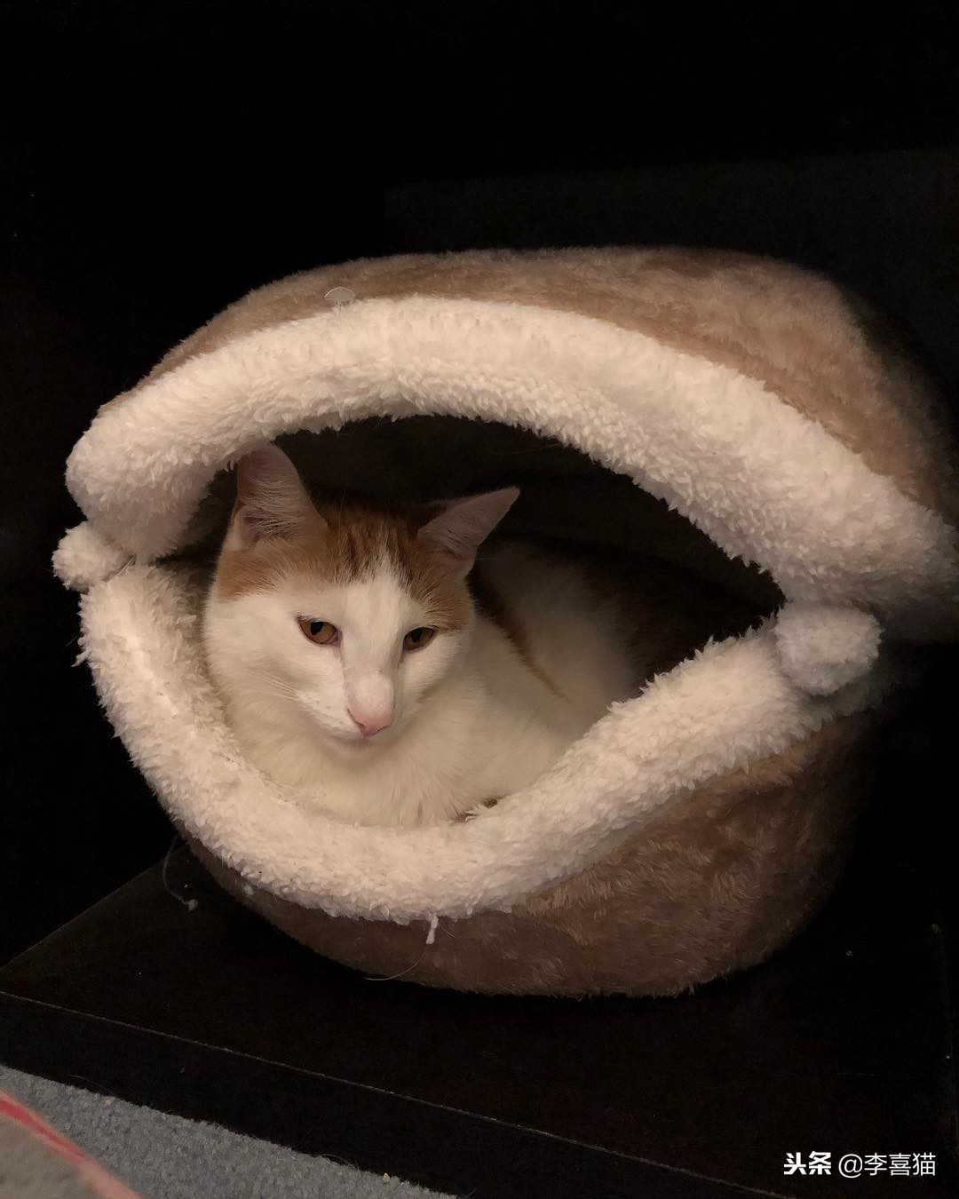 冬天到了铲屎官应关注些什么,铲屎官春季关注事项